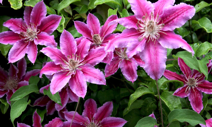 Kako uzgojiti clematis?