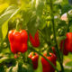 Saznajte najbolje tehnike pinciranja i orezivanja paprika za optimalan rast i plodnost. Stručni savjeti za uzgoj različitih sorti paprika kod kuće.