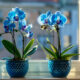 Saznajte sve o plavim orhidejama Phalaenopsis: njihovu umjetnu boju, njegu i tajne koje kriju. Otkrijte kako prepoznati i održavati ovu egzotičnu ljepotu.