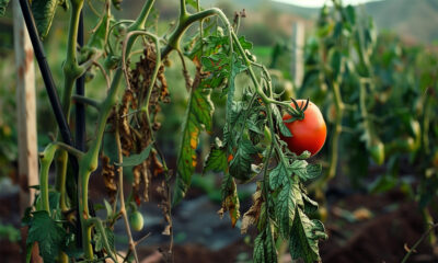 Saznajte glavne uzroke venuća rajčica i kako ih spriječiti. Praktični savjeti za zdrav i bogat urod rajčica u vašem vrtu. Održite svoje biljke zdravima!