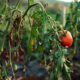 Saznajte glavne uzroke venuća rajčica i kako ih spriječiti. Praktični savjeti za zdrav i bogat urod rajčica u vašem vrtu. Održite svoje biljke zdravima!