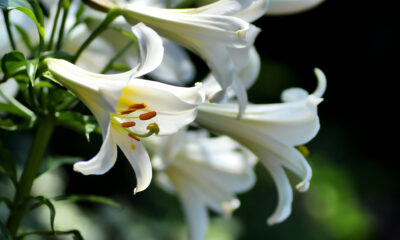 Gospin ljiljan, poznat i kao ljiljan svetog Ante, izdržljiva je trajnica s poviješću koja seže do drevne Krete. Njegovi bijeli cvjetovi i nevjerojatan miris krase tradicionalne vrtove.