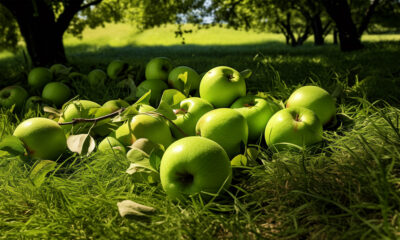 Zašto padaju zelene jabuke sa stabla?