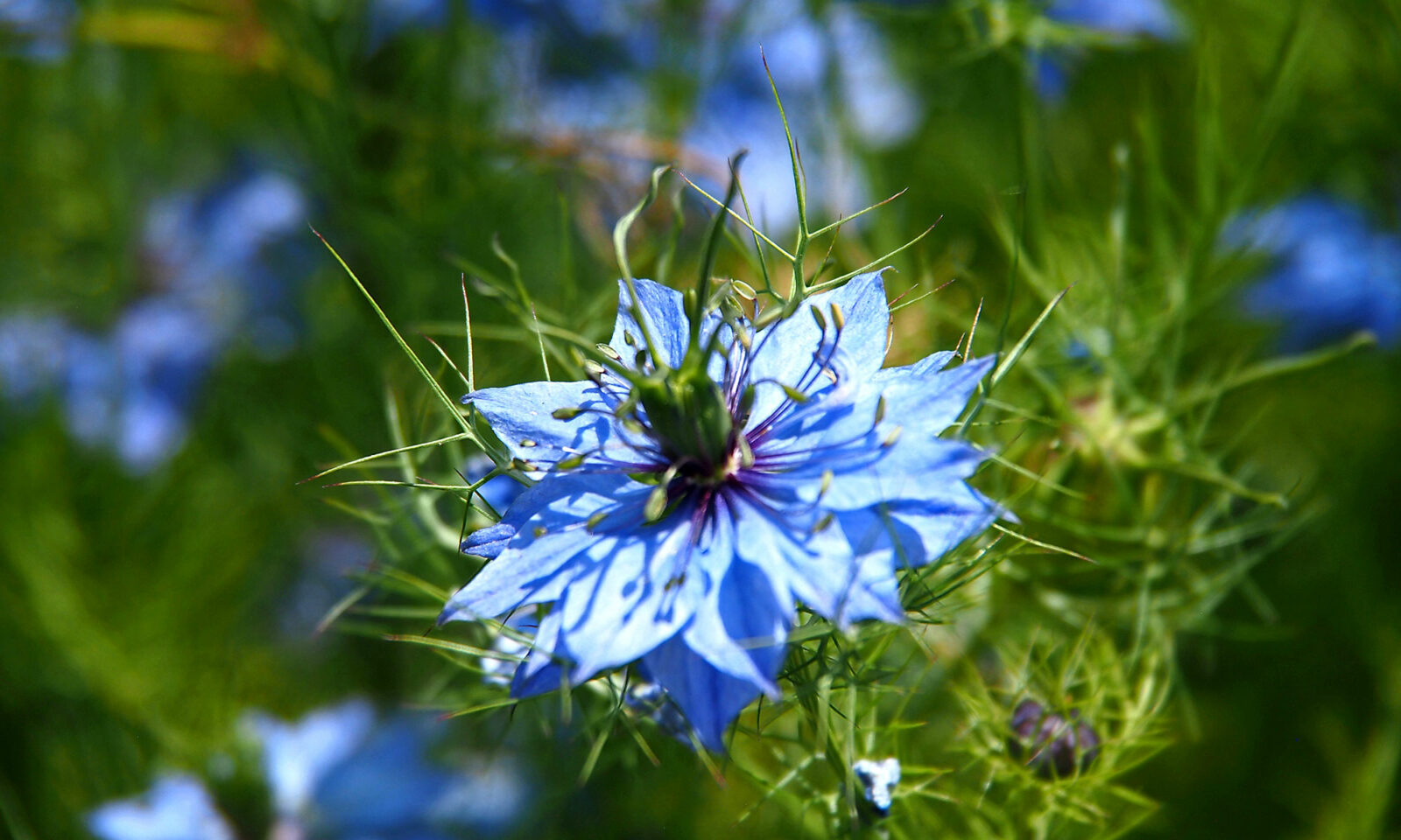 Nigella damascena, poznata kao crnjika ili "ljubav u izmaglici", nezaobilazna je u cvjetnim mješavinama. Lako se uzgaja, otporna je na bolesti i privlači oprašivače. Cvjeta u plavim, ljubičastim, ružičastim i bijelim nijansama. Iako kratkoživuća, lako se sama zasijava i udomaćuje u vrtovima.